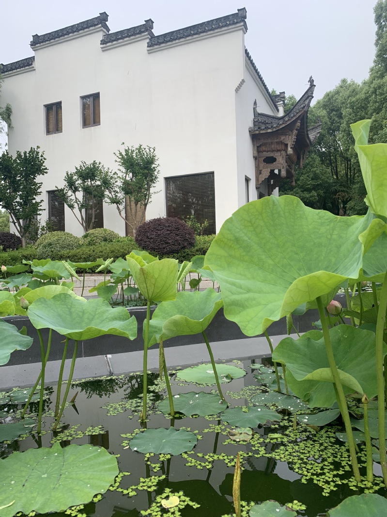 《荷叶与墙》 摄影：宇志芳